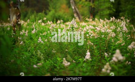 Dichtes Gebüsch der Steeplebush-Art Spiraea x rosalba. Stockfoto