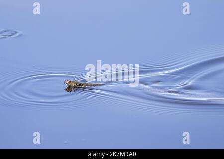 Viperine Wasserschlange oder Natrix Maura schwimmen in einem See in Südfrankreich Stockfoto