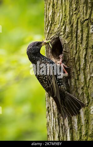 Gewöhnlicher Star, der im Sommer im Baum in vertikalem Schuss brütet Stockfoto