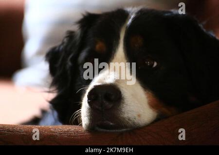 Hintergrundbeleuchtetes Porträt eines Berner Sennenhundes, der auf einer Couch liegt. Stockfoto
