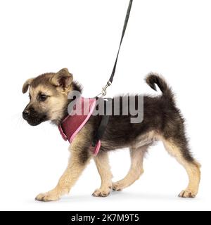 Liebenswert braun mit schwarz gemischtem Mudi und Germand Shepherd Hund Welpen, trägt Geschirr. Gehen Sie Seitenwege an der Leine. Blick auf die Kamera mit einer fl Stockfoto