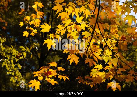 Goldener Herbstahorn lässt im Sonnenschein Stockfoto