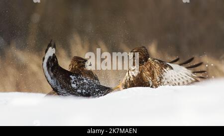 Zwei gewöhnliche Bussarde kämpfen auf Schnee in der Winternatur Stockfoto