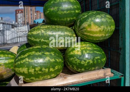 Wassermelonen zum Verkauf. Wassermelone auf den Märkten frische Wassermelonen Früchte aus dem Garten zum Verkauf geerntet. Stockfoto