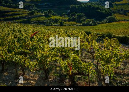 Weinlandschaft in der Nähe des mont venteux und der Dentelle de montmirail im Frühherbst, Frankreich, Vaucluse, provence. Stockfoto