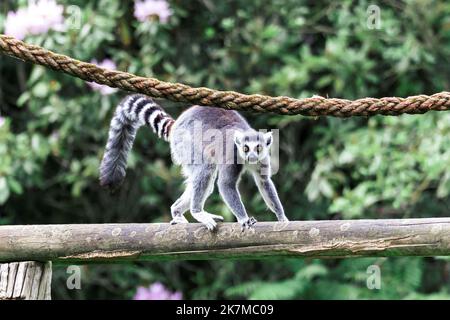 Ein Porträt eines Ringschwanzmaki oder Maki, der in einem Zoo über einen Holzbalken läuft. Das wilde Säugetier schaut sich um und hält den Balken mit Stockfoto