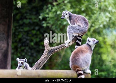 Ein niedliches Porträt eines Ringschwanzlemurs oder Maki, der oben auf einem Zweig in einem Zoo sitzt. Das Säugetier hat einige andere Tiere seiner Art zusammen mit im Stockfoto