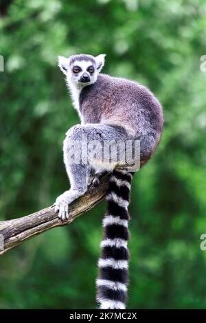 Ein Porträt eines einzelnen Ringschwanzmaki, oder Maki, der am Ende eines Astes eines Baumes sitzt. Das Säugetier schaut sich um. Der Schwanz des niedlichen Tieres Stockfoto