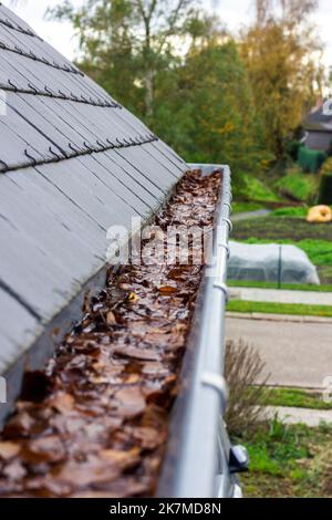 Ein Porträt einer verstopften Dachrinne mit vielen herbstlich braunen Blättern darin und Wasser, das nicht abgelassen werden kann. Dies ist eine jährliche Aufgabe während f Stockfoto