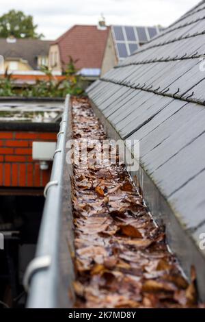 Ein Porträt einer verstopften Dachrinne mit vielen braunen herbstlichen Blättern darin und Wasser, das nicht abgelassen werden kann. Dies ist eine jährliche Aufgabe während f Stockfoto