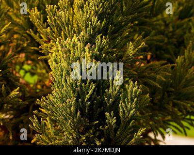 Nahaufnahme der langsam und niedrig wachsenden Konifersorte Cryptomeria japonica rein's Dense Jade. Stockfoto