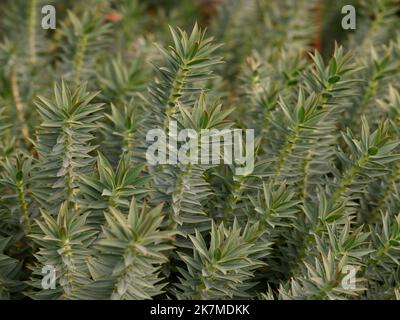 Nahaufnahme der immergrünen Gartenmehrjährige, aufrecht wachsende Myrtenspurge, der Erubia rigida. Stockfoto