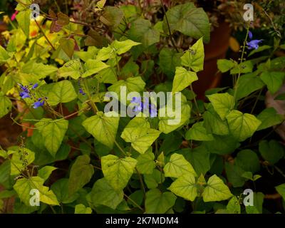 Nahaufnahme des zarten Gartens krautige Staudenpflanze Salvia cacaliifolia Guatemaltekischer Blattsalbei mit blauer Blüte. Stockfoto