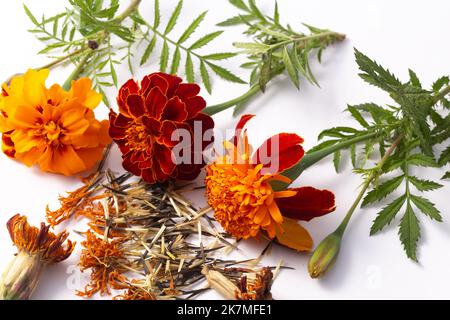 Tagesetes Blumen und Samen, Ringelblumen auf weißem Hintergrund Stockfoto