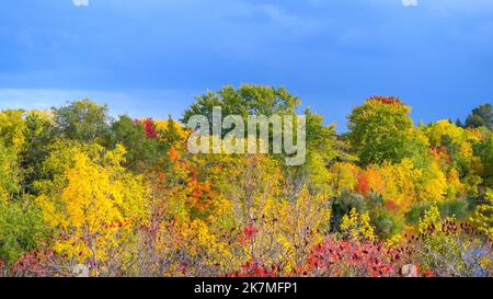 Herbstfarben in einem öffentlichen Park in Toronto. Terraview Park im Herbst Stockfoto