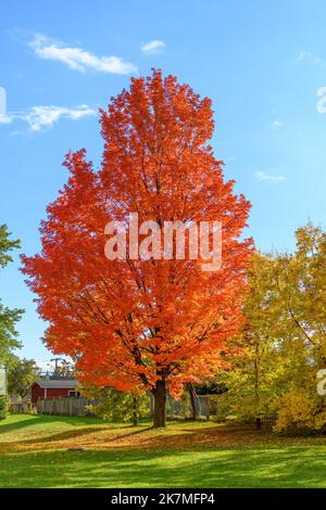 Herbstfarben in einem öffentlichen Park in Toronto. Terraview Park im Herbst Stockfoto