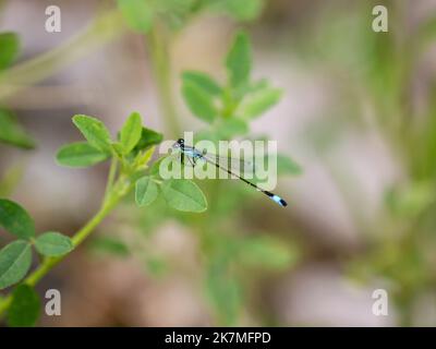 Alleineres Männchen der Blauschwanzdamselfly (lateinischer Name: Ischnura elegans) in Westserbien Stockfoto