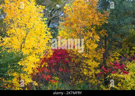 Herbstfarben in einem öffentlichen Park in Toronto. Terraview Park im Herbst Stockfoto