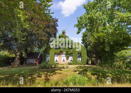 Bauernhaus von Efeu zwischen Bäumen in Tolbert in der Gemeinde Westerkwartier in der Provinz Groningen, Niederlande bewachsen. Stockfoto