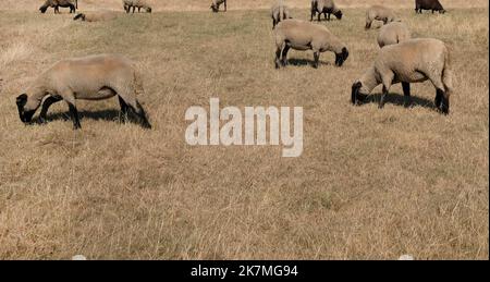 Herde von Schafen, die auf einem trockenen Feld in Düsseldorf grasen Stockfoto