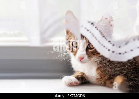 Niedliches Kätzchen versteckt sich auf der Fensterbank hinter verschränkten Vorhängen. Flauschiges Haustier zu Hause. Stockfoto