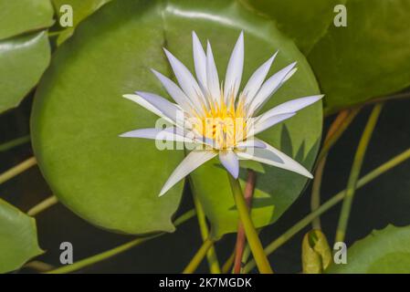 Nymphaea nouchali var. caerulea auch bekannt als ägyptischer Lotus, blaue Wasserlilie, Froschkanzel, heilige blaue Lilie des Nils, Kapwasserlilie. Kairo, Egy Stockfoto