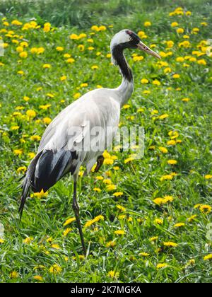 Gewöhnlicher Kran oder Grus grus steht im Gras. Großer Vogel auch als eurasischer Kranich bekannt. Stockfoto