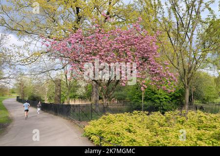 Prunus rosa Kirschblütenbaum in Spitzenblüte im Regent's Park im Frühjahr mit Joggern auf dem Fußweg, London, England, Großbritannien Stockfoto