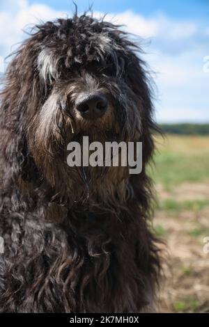 Porträt eines Golddoodle-Hundes. Flauschiges, lockiges, langes, schwarz-hellbraunes Fell. Eine Schnauze zum Glätten. Intimer Familienhund. Tierfoto eines Hundes Stockfoto