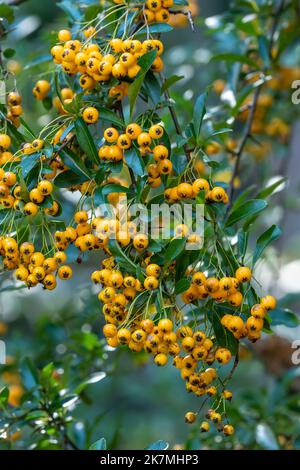 Pyramicantha coccinea aus der Familie Rosaceae, auch bekannt als firethorn Stockfoto