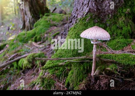 Einzelne Macrolepiota procera, der Sonnenschirmpilz wächst im Wald durch moosigen Baumstamm. Stockfoto