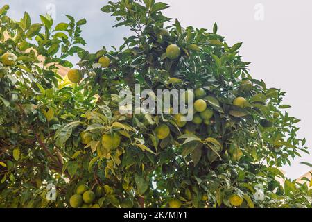 Valencia orange Bäume Stockfoto