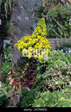 Aeonium arboreum wächst in einem Garten in Cornwall in Großbritannien. Stockfoto