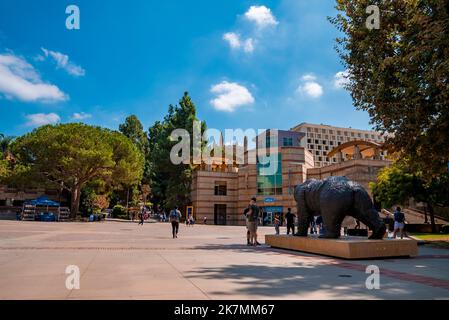 UCLA Bruin Bear auf dem Campus der University of California, Los Angeles. Stockfoto