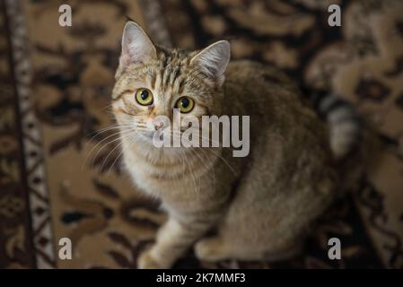 Schöne gestreifte europäische Kurzhaarkatze liegt Europäische Kurzhaarkatze. Multi-Color Smart Cat Portrait Stockfoto