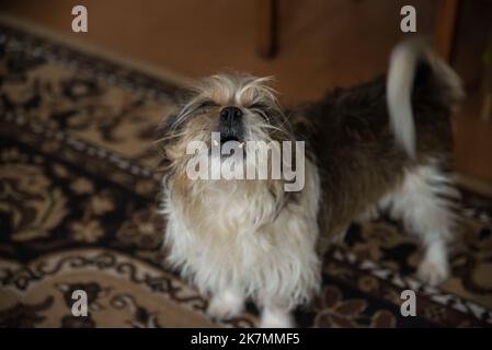 Der niedliche Havanese-Hund steht auf einem schönen sonnigen Grasfeld Stockfoto