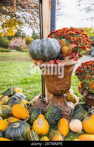 Kürbisse Halloween Gartendekoration und Herbst Chrysantheme Blumen in Vintage stilvolle Blumentöpfe. Halloween und Thanksgiving natürliche DIY Outdoor-Dekoration für Zuhause und Feier Konzept Stockfoto