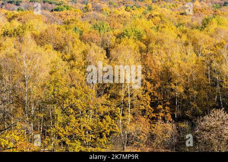 Blick über den Birkenhain im gelben Herbstwald am sonnigen Tag Stockfoto