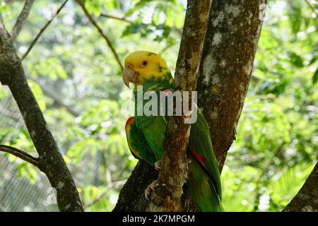 Porträt des schönen Gelbköpfigen Amazonas-Papagei in Mexiko auf grün verschwommenem Hintergrund hinter dem Ast Stockfoto