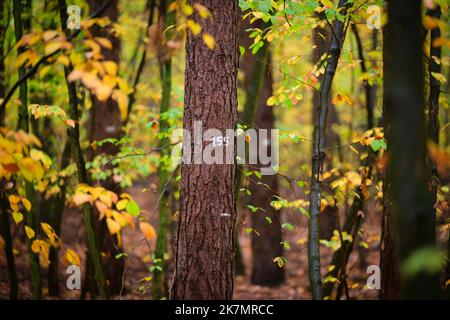 18. Oktober 2022, Brandenburg, Chorin: Auf einem Versuchsgelände des Landeskompetenzzentrums Wald Eberswalde (LFE) wächst in der Nähe von Niederfinow eine rund 80 Jahre alte Kiefer mit der Nummer 155. Die auf dem Versuchsgrundstück durchgeführte Waldumwandlung mit Kupferbuche und Kiefer ist beispielhaft für die brandenburgische Forstpraxis. Hier werden unter anderem Fragen der Lichtregulation durch Eingriffe in das Kieferndach, der Einfluss von Wild bei Nichtbenutzung von Zäunen und die Diversifizierung durch zusätzliche gemischte und begleitende Baumarten untersucht. Landwirtschaftsminister Vogel besuchte den Stockfoto