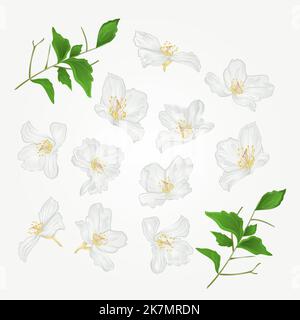 Jasminblüten mit Zweigen Set Vektor-Illustration Stock Vektor