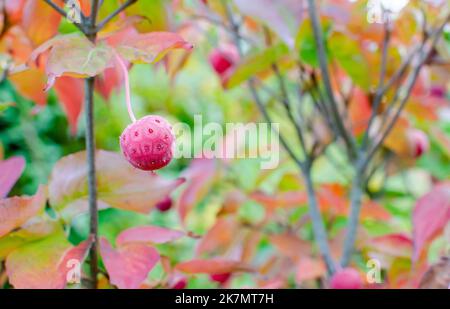 Cornus kousa 'Girard's Dwarf' - leuchtend rote Herbstfrucht auf einem Cornus kousa Baum (blühender Dogwood) im botanischen Garten in Polen, Europa. Stockfoto