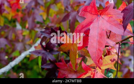 Süßgummi Baum (Liquidambar styraciflua) leuchtend rote, lila und gelbe Blätter Mosaik im Herbst. Stockfoto