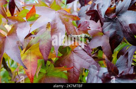 Süßgummi Baum (Liquidambar styraciflua) leuchtend rote, lila und gelbe Blätter Mosaik im Herbst. Stockfoto