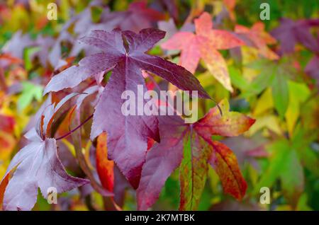 Süßgummi Baum (Liquidambar styraciflua) leuchtend rote, lila und gelbe Blätter Mosaik im Herbst. Stockfoto