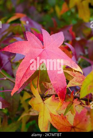 Süßgummi Baum (Liquidambar styraciflua) leuchtend rote, lila und gelbe Blätter Mosaik im Herbst. Stockfoto