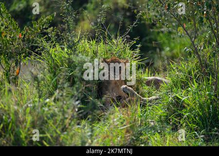 Eine selektive Fokusaufnahme eines Löwenkubels, der auf einem Feld in Safari, Afrika, auf dem Gras sitzt Stockfoto