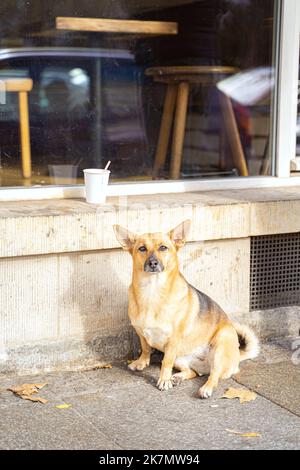 Porträt von niedlichen gut gepflegten reinrassigen Haushund in der Nähe von Café im Freien Stockfoto