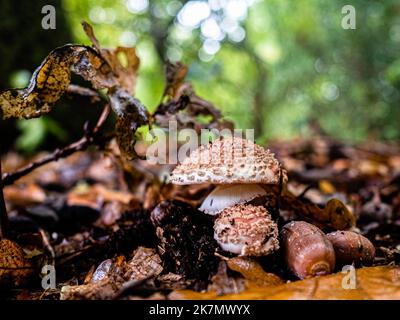 Zwei kleine braune Pilze wachsen auf dem Boden, umgeben von trockenen Blättern. Während der Herbstsaison ist die Landschaft in den Niederlanden von grünen, ockerfarbenen, goldenen und rötlichen Farben überflutet, die von verschiedenen Pilzarten umgeben sind. In den Niederlanden gibt es rund 5.250 Pilzarten. Es ist die perfekte Jahreszeit, um Fotos von der Natur zu machen und die herrlichen Sehenswürdigkeiten zu genießen. Viele dieser Arten sind ernsthaft bedroht, und in den Niederlanden sind in den letzten Jahrzehnten rund 200 Arten ausgestorben. (Foto von Ana Fernandez/SOPA Images/Sipa USA) Stockfoto