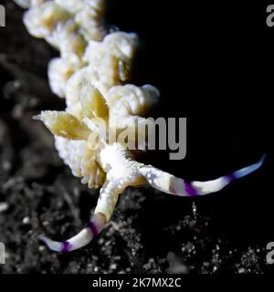 Eine Nahaufnahme von Favorinus pacificus Stockfoto